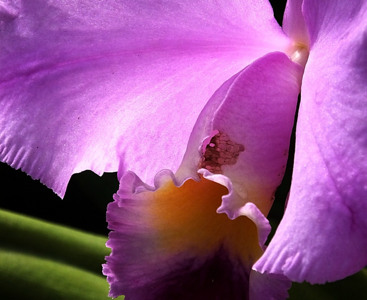 "Um olhar bem perto na Orqudea Cattleya Portia ..." de Decio Badari