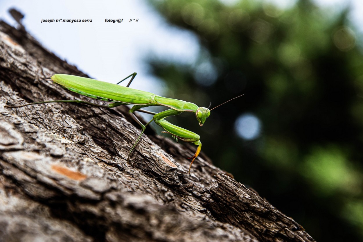 "Mantis religiosa" de Josep Maria Maosa Serra