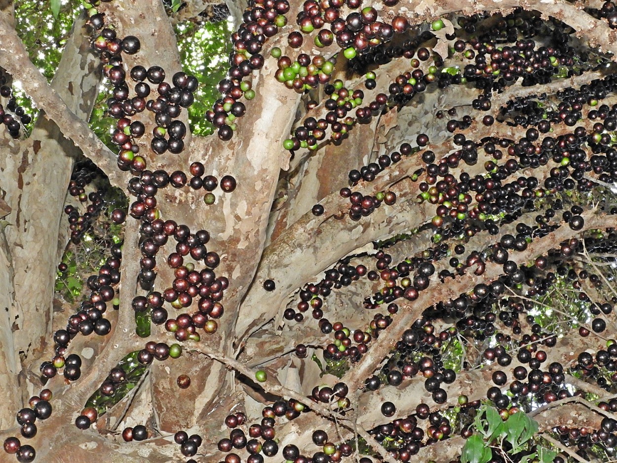 "Frutas da poca: Jabuticaba" de Decio Badari