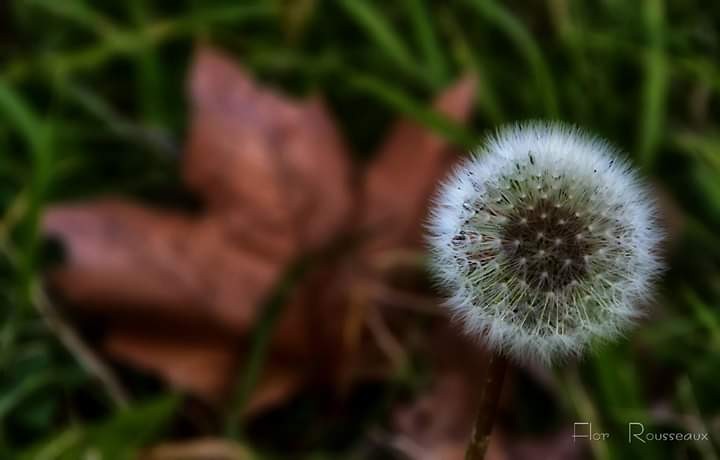 "Renacer..." de Mara Florencia Rousseaux (flor)