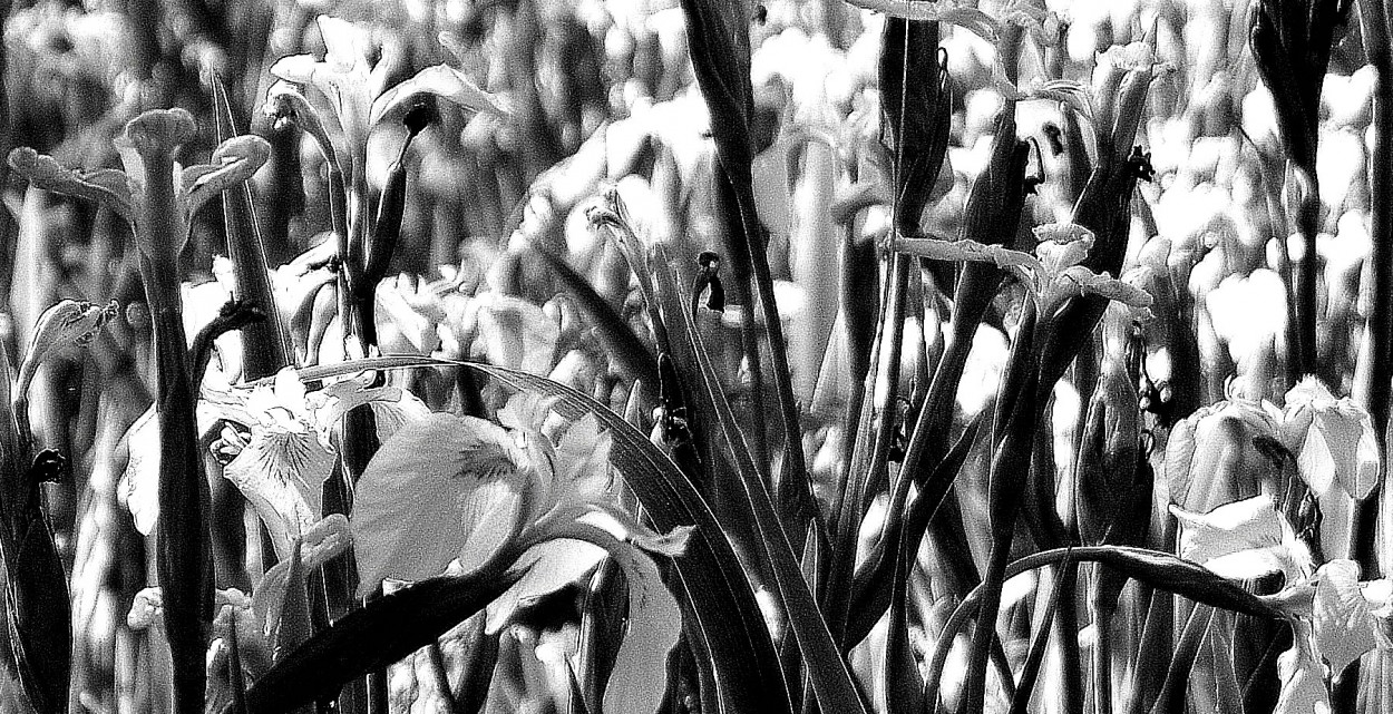 "Experimento fotogrfico con lirios" de Amelia Pascuali de Dios