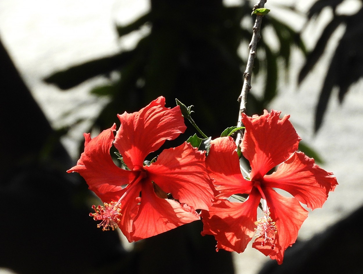 "Lado a lado, o mini-hibisco!" de Decio Badari