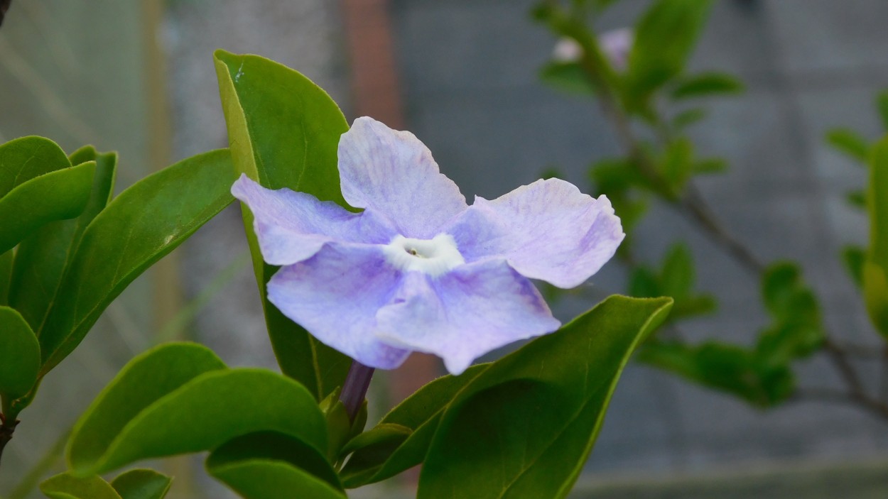 "Flor" de Alberto Daniel Frete