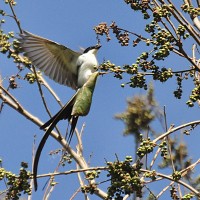 A elegncia da Tesourinha e sua pose ao pousar #2