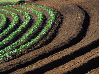 O plantio e o preparo da terra em curvas de nivel