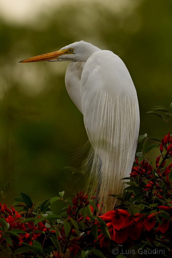 "Garza Blanca" de Luis Gaudini