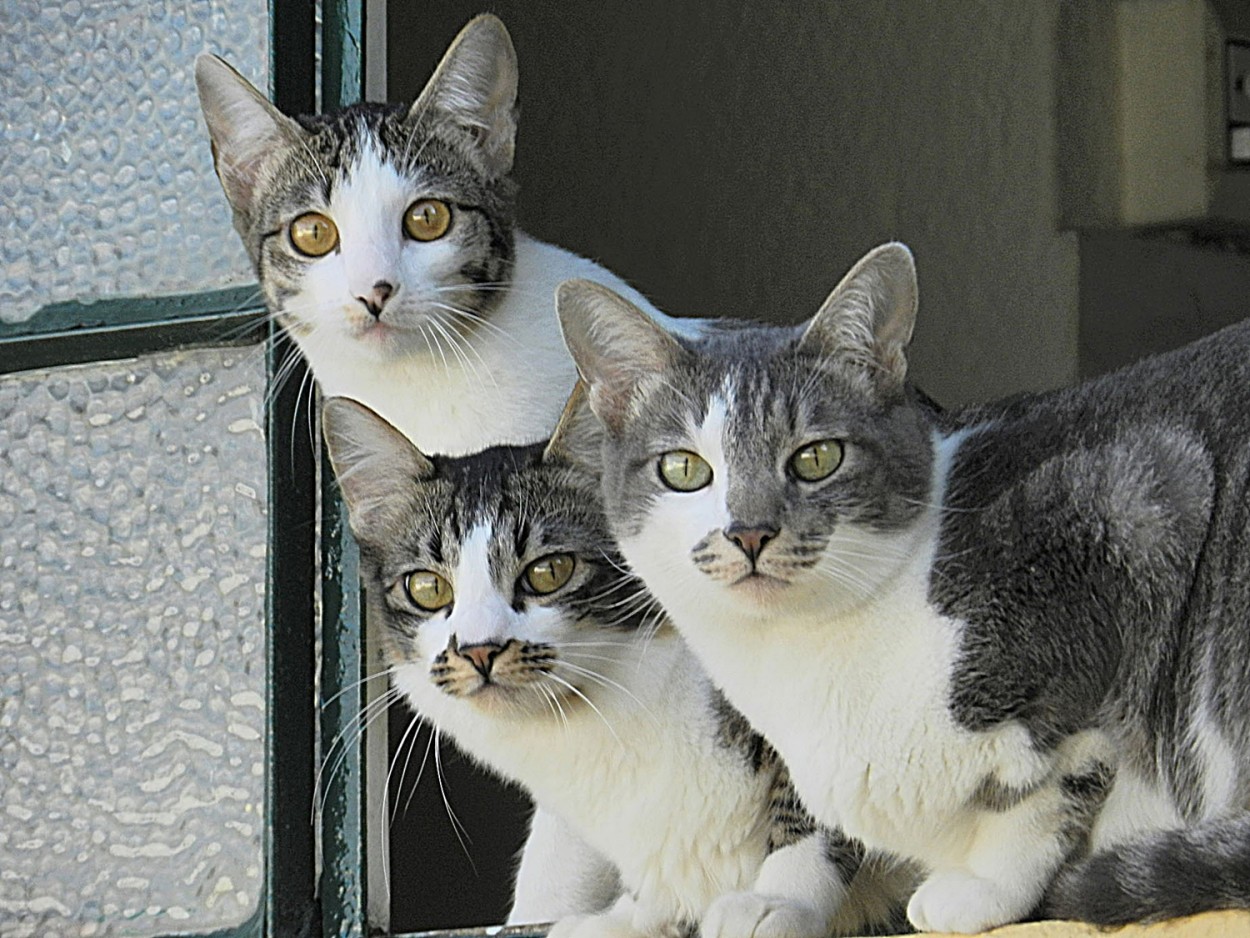 "3 olhares para amigas e amigos da FotoRevista" de Decio Badari