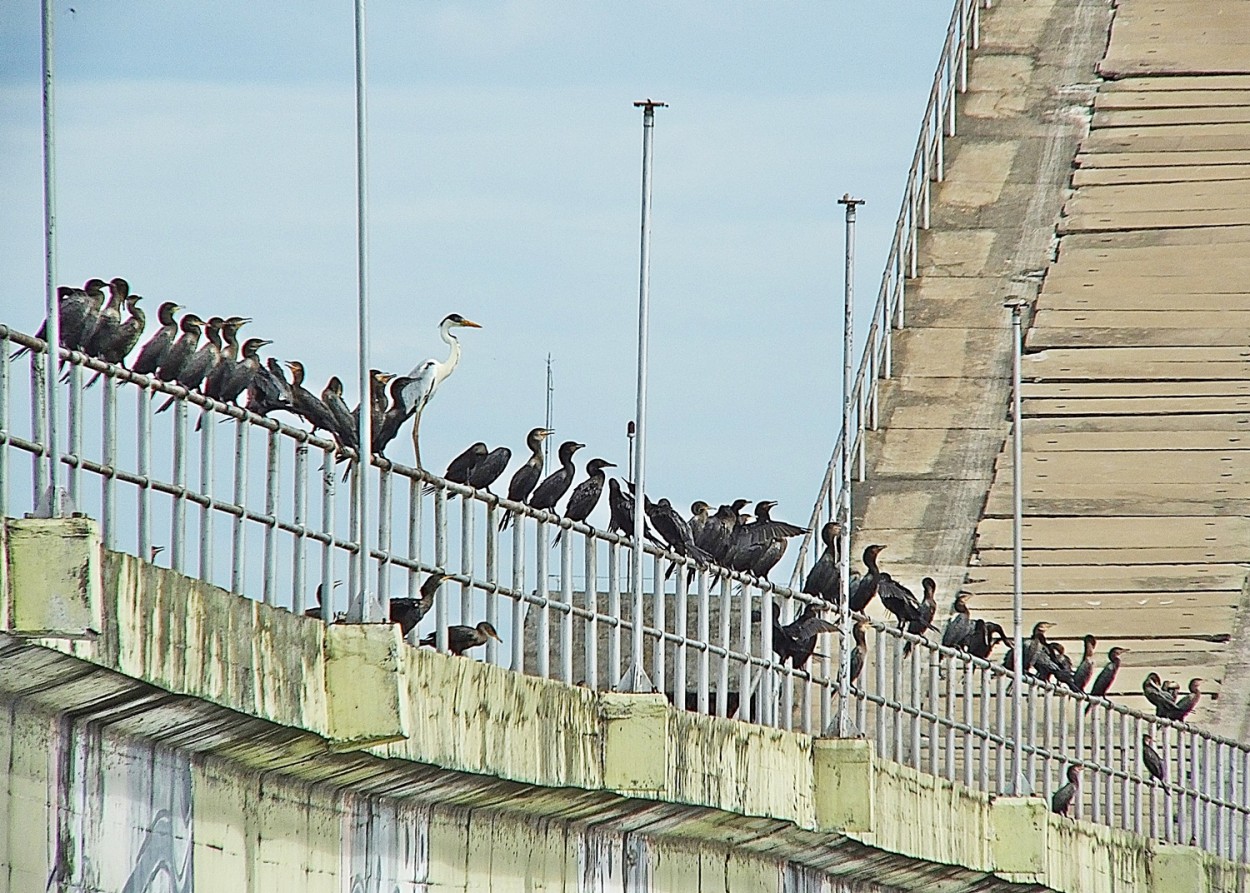 "Acima do Rio Paraguai, vai ser dada a largada!" de Decio Badari