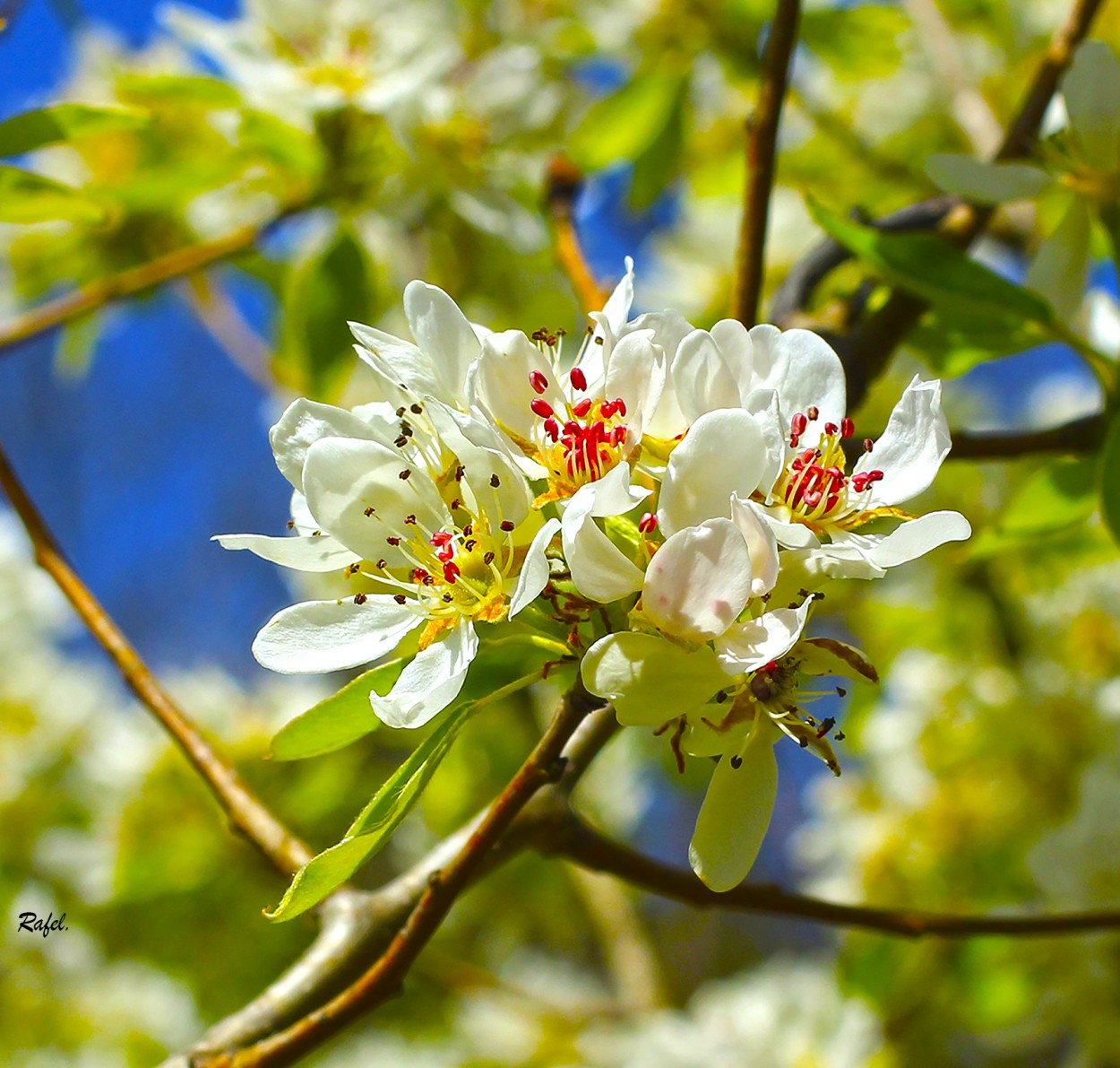 "Detalles de una primavera." de Rafael Serrano Arguedas