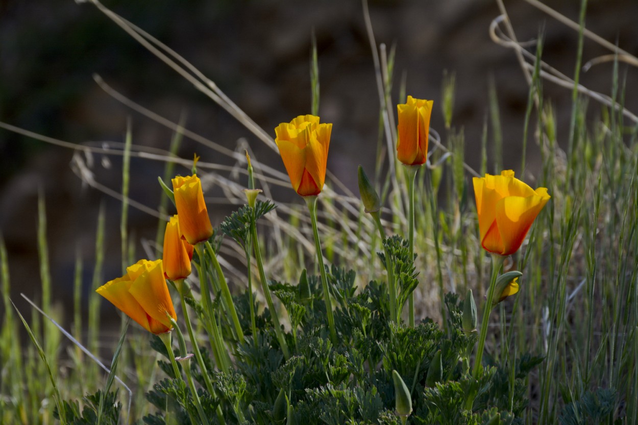 "Amapola de California" de Osvaldo Sergio Gagliardi