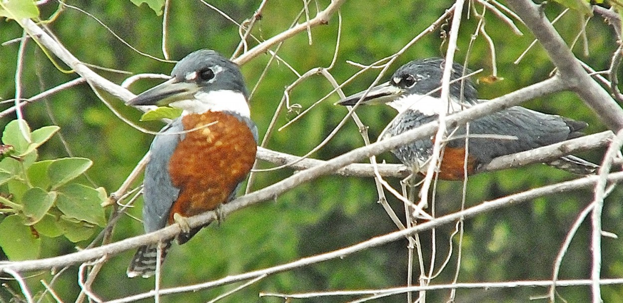 "Acima da lagoa, um casal a espreita dos peixes!" de Decio Badari