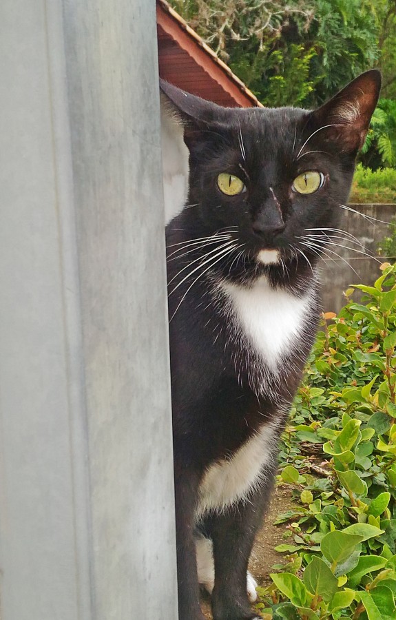 "Eu sou o `Neguinho` tenho nas patas dianteiras...." de Decio Badari