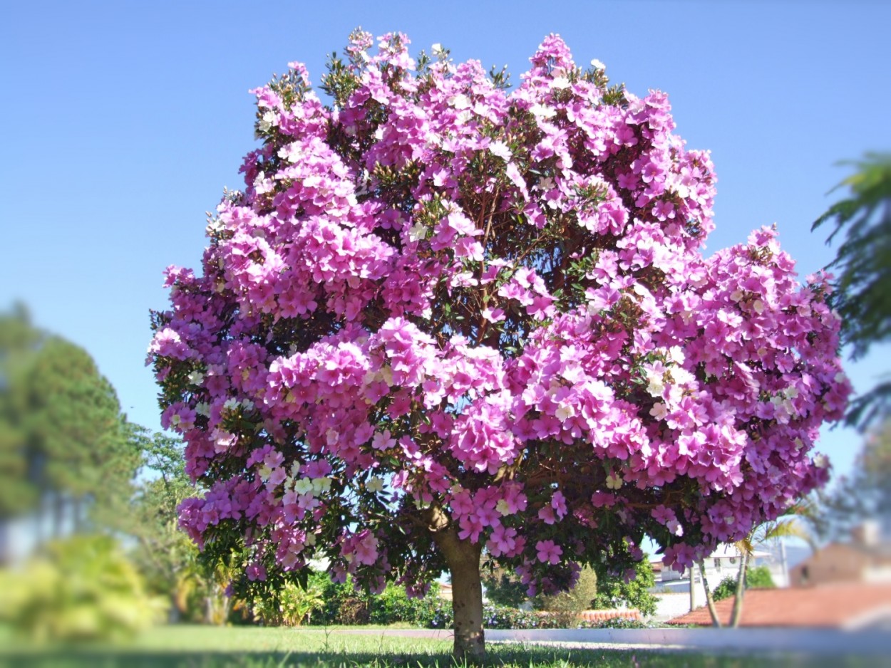 "A estao Primavera e seu esplendor!" de Decio Badari