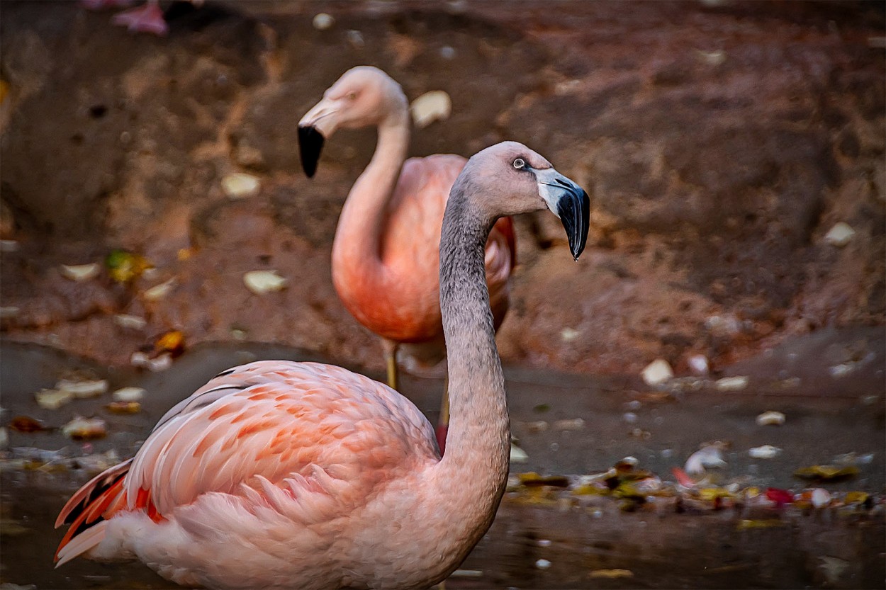 "Flamencos 2" de Luis Fernando Somma (fernando)