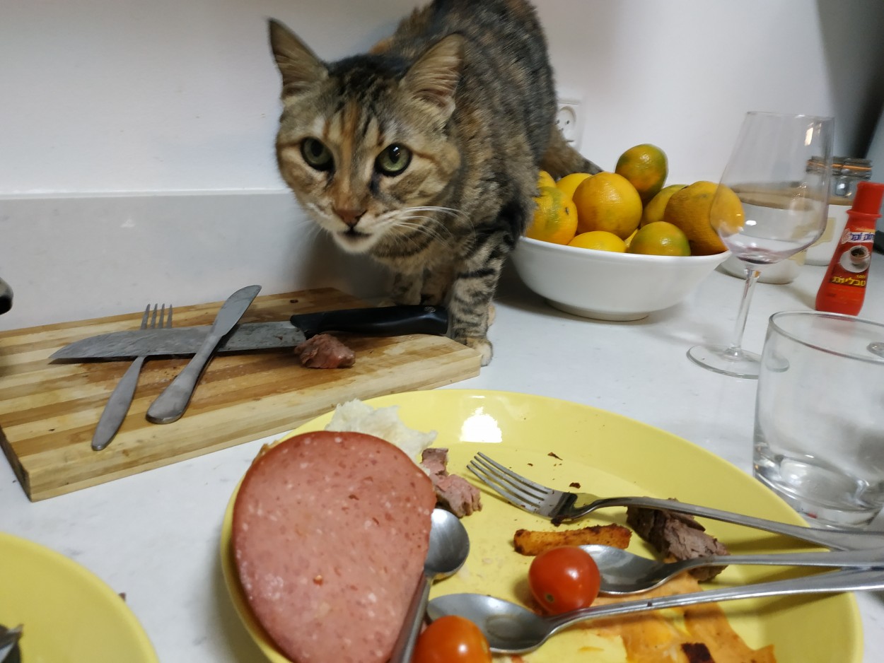 "gato en la cocina" de Tzvi Katz