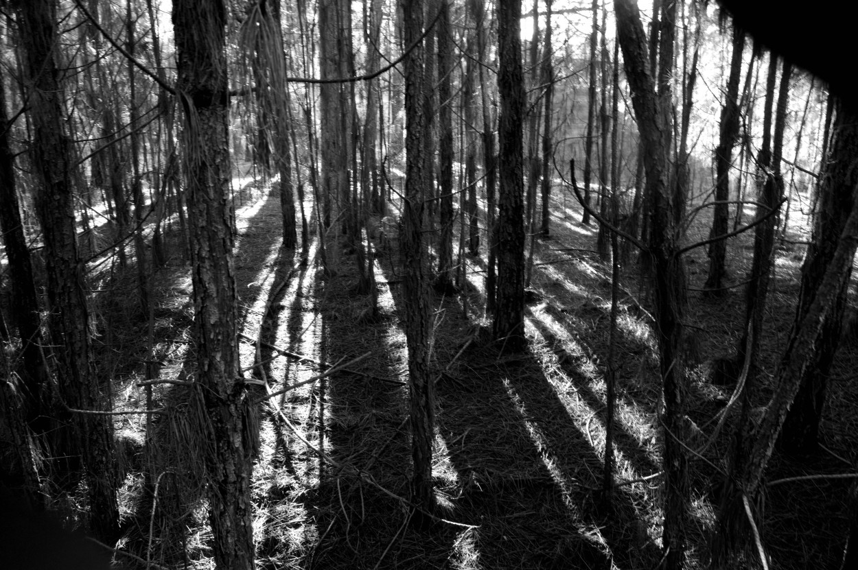 "Bosque en las horas circulares" de Javier Andrade