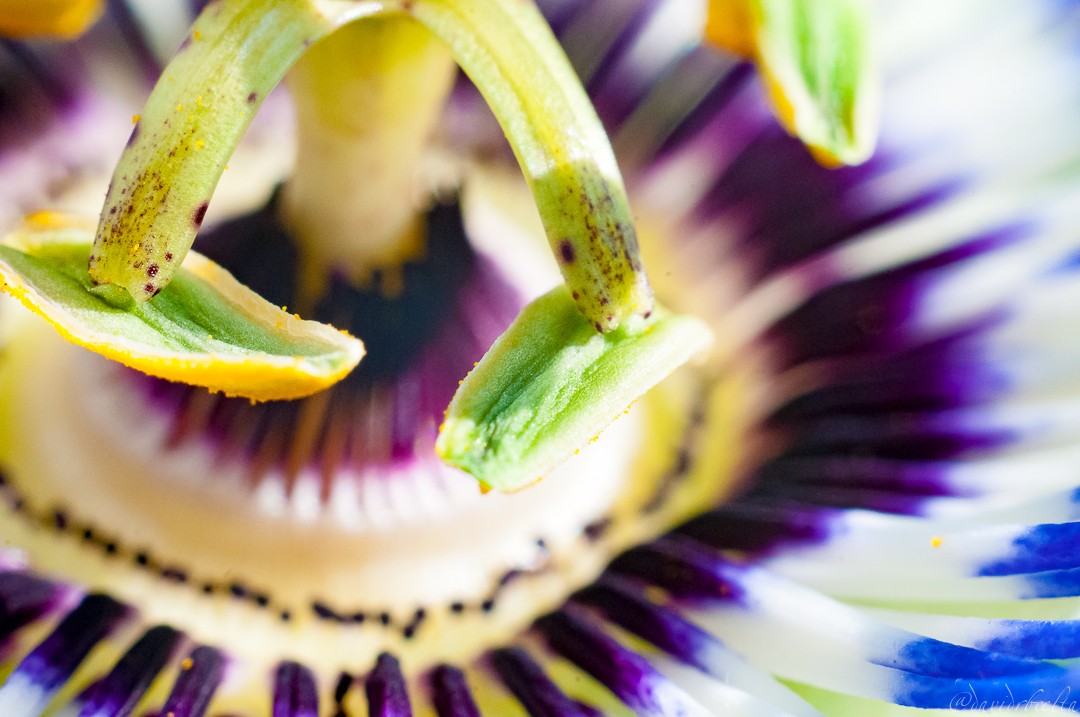 "inside passiflora" de David Roldn