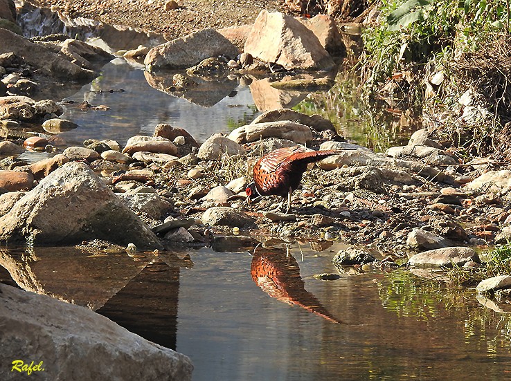 "Junto al rio" de Rafael Serrano Arguedas