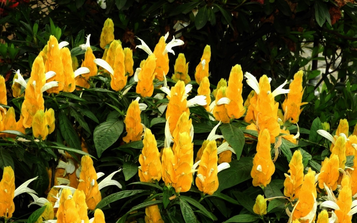 "Camaro-amarelo  Pachystachys lutea" de Decio Badari