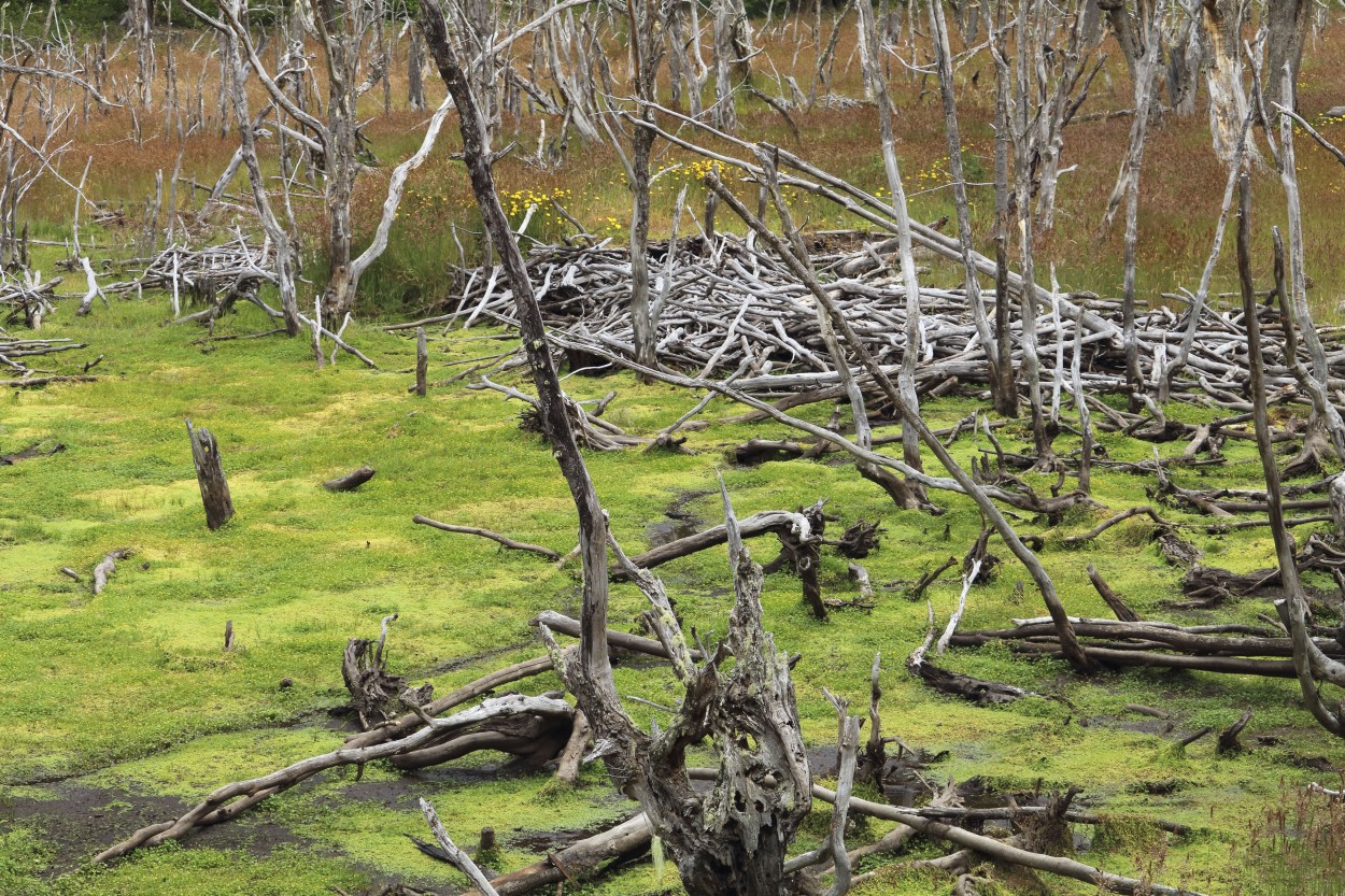 "Bosque fueguino V" de Natalia Harosteguy