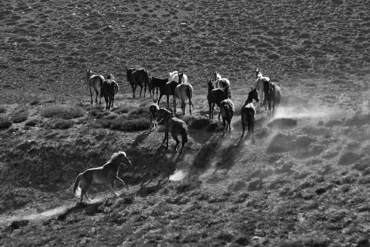 "Caballos al sol" de Osvaldo Sergio Gagliardi