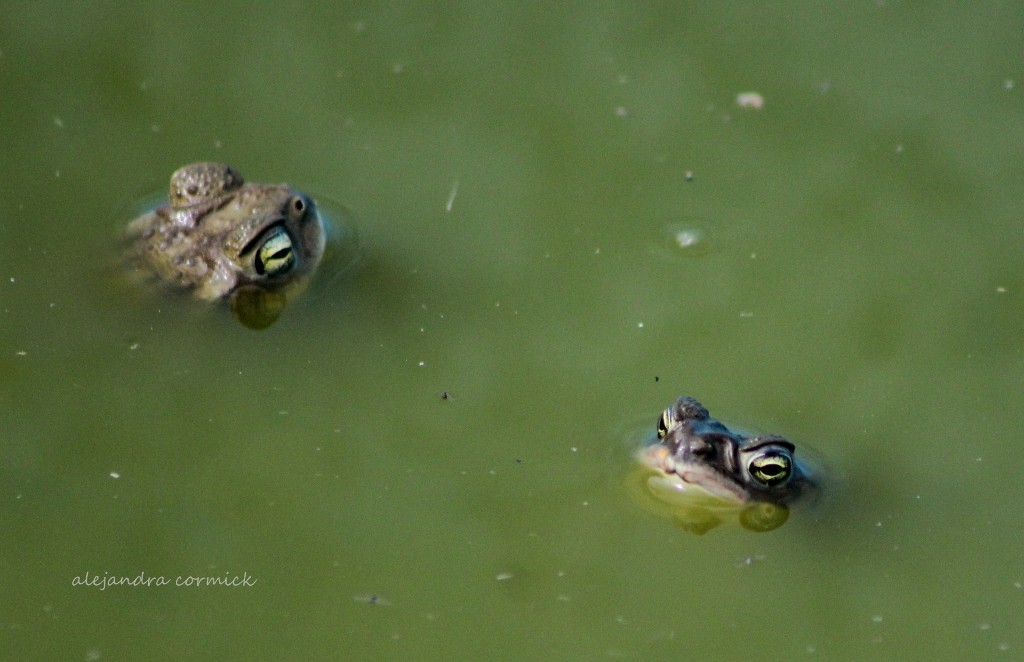 "Pepe y Pepa" de Alejandra Cormick