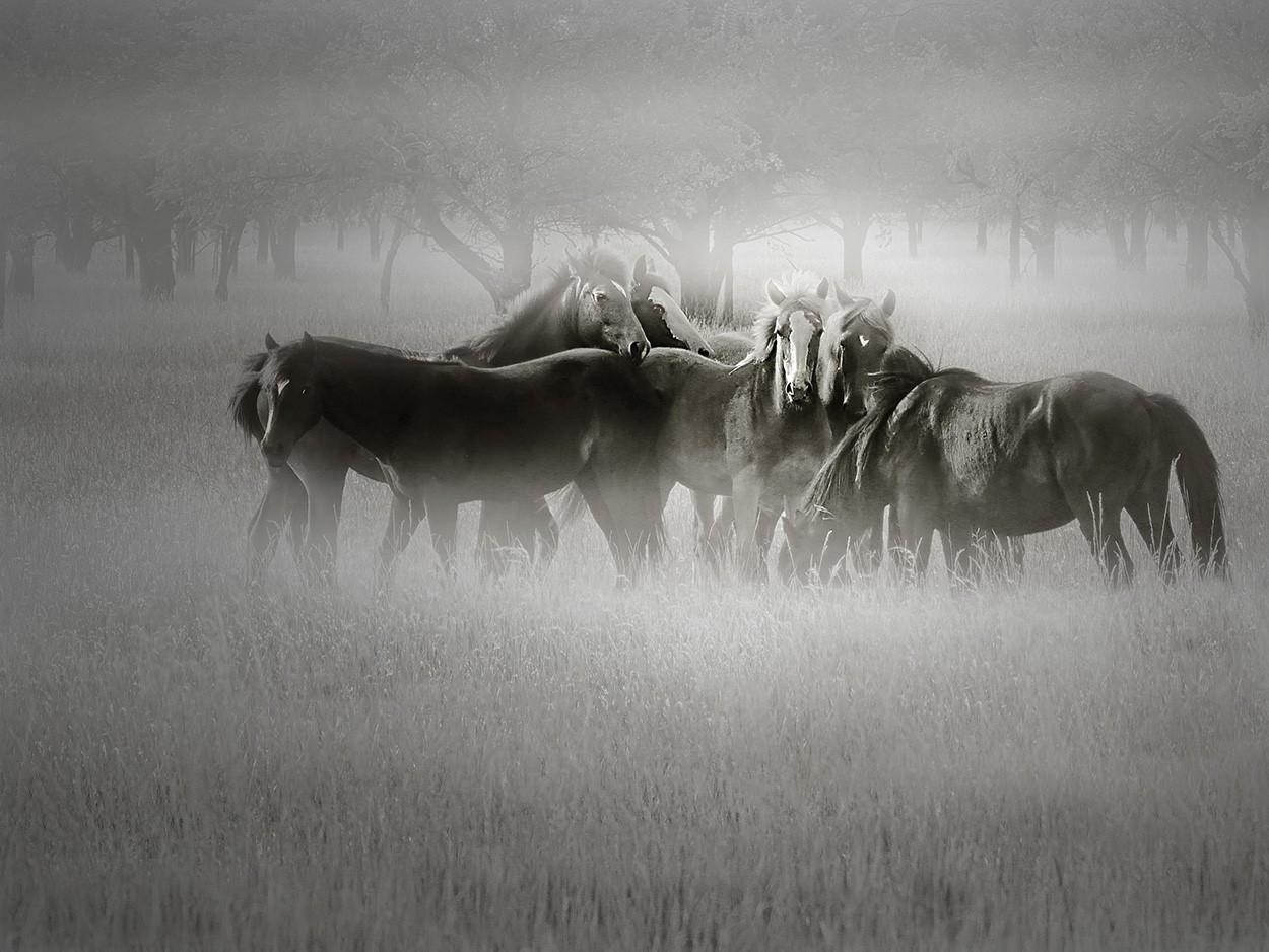 "Potrillos" de Gerardo Saint Martn