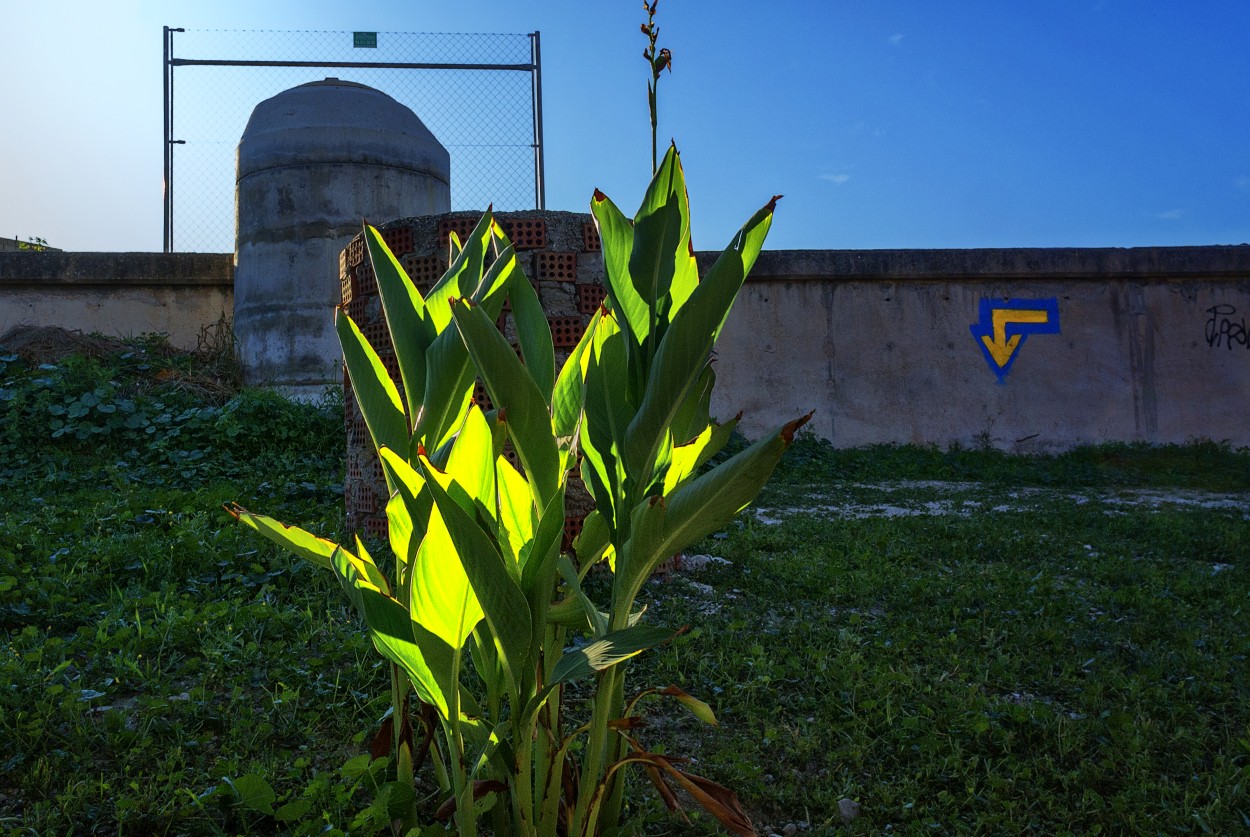 "Planta de lirios" de Francisco Jos Cerd Ortiz