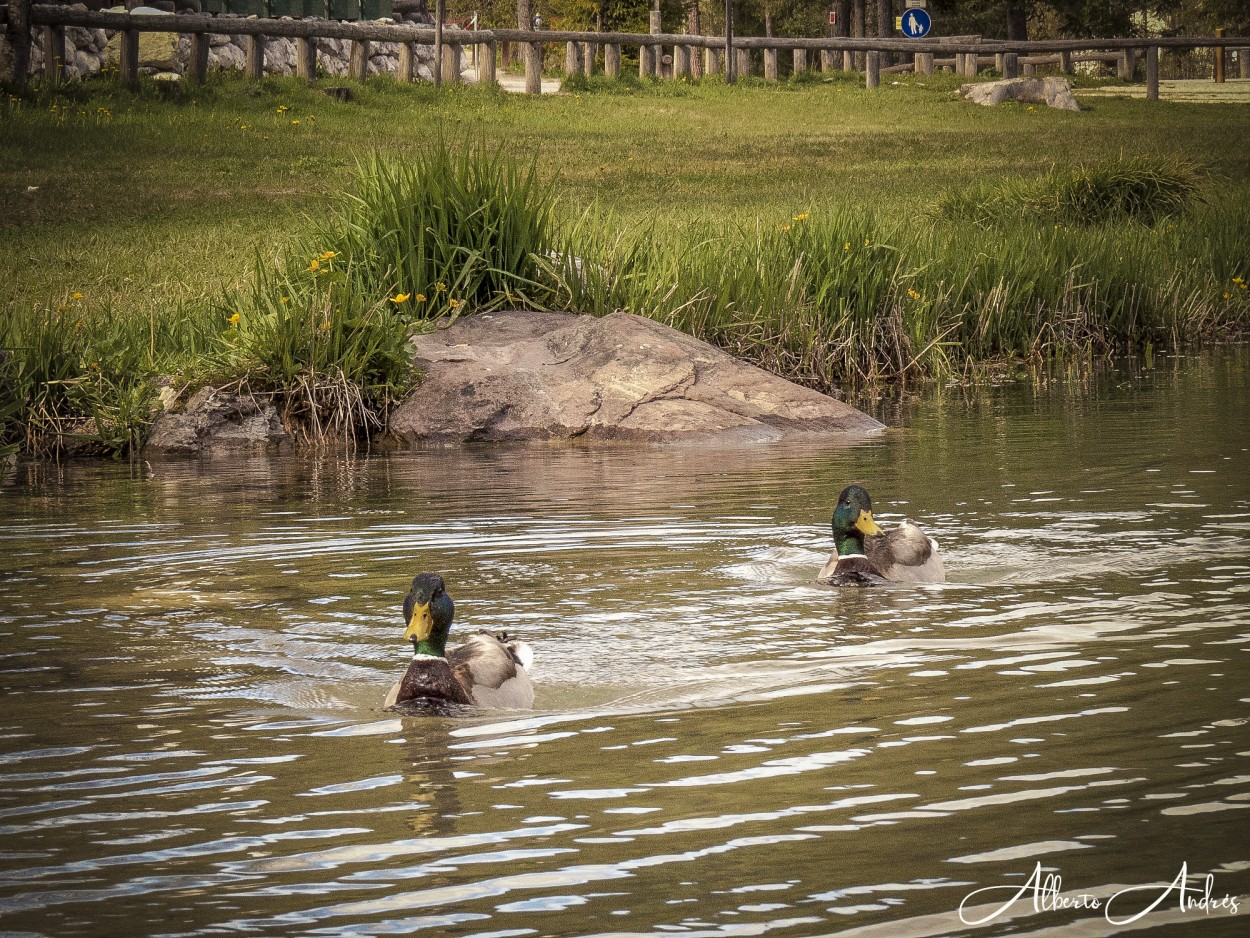 "Dos patos y cuatro patas" de Alberto Andrs Melo