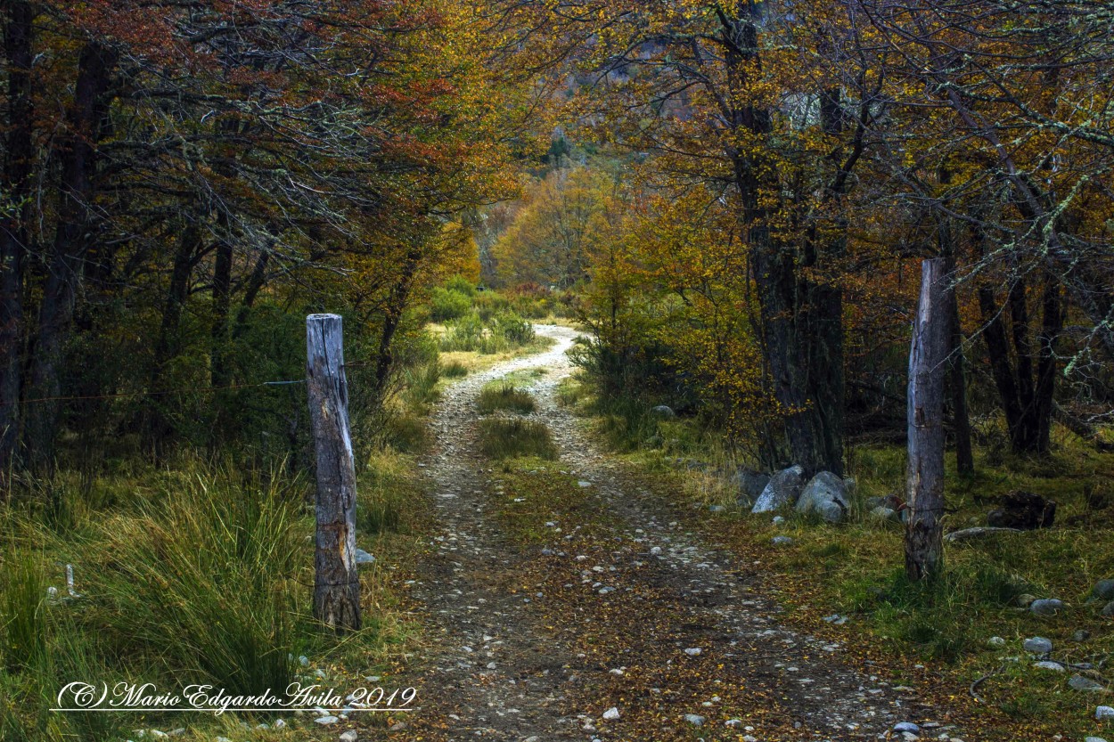 "caminante no hay......" de Mario Edgardo Avila