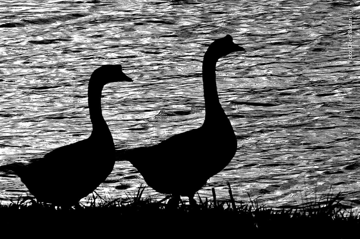 "O passeio matinal no lago." de Decio Badari