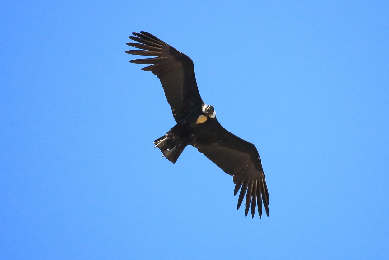 "condor 1" de Alejandro Burger