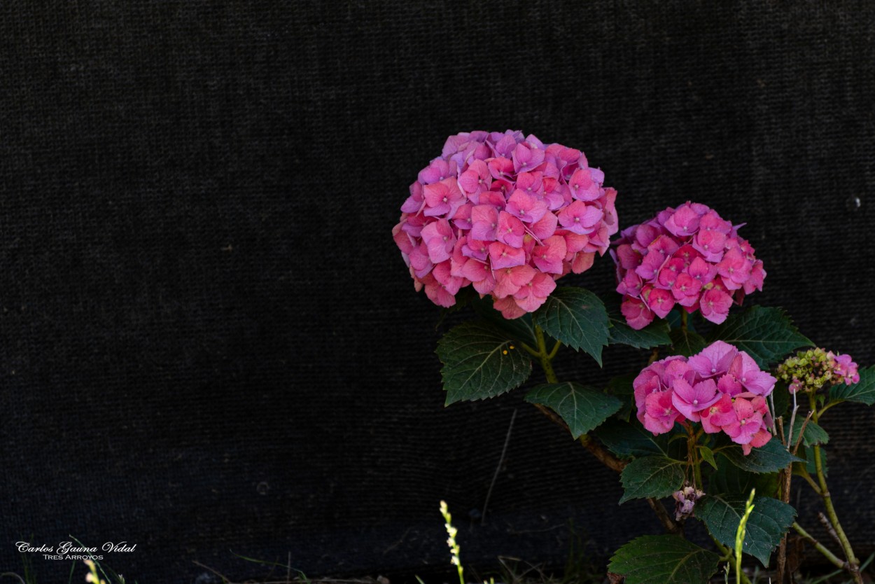 "Mis hortensias" de Carlos Gauna