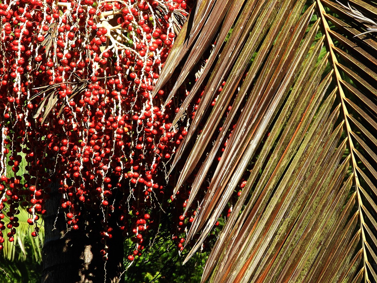 "Cores, formas e texturas da natureza." de Decio Badari