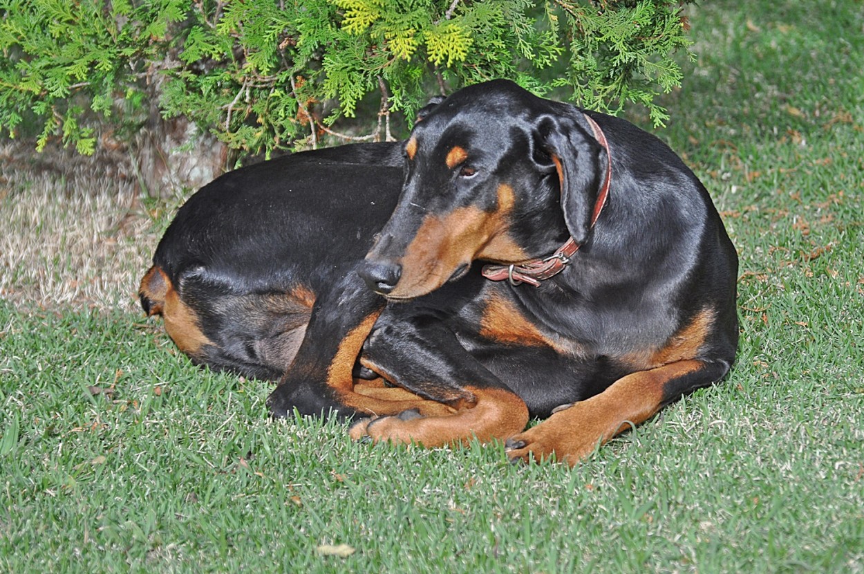 "O dobermann ` Baruk ` na manh de Vero !" de Decio Badari