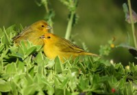 Canario-da-terra, o casal em busca do novo ninho.