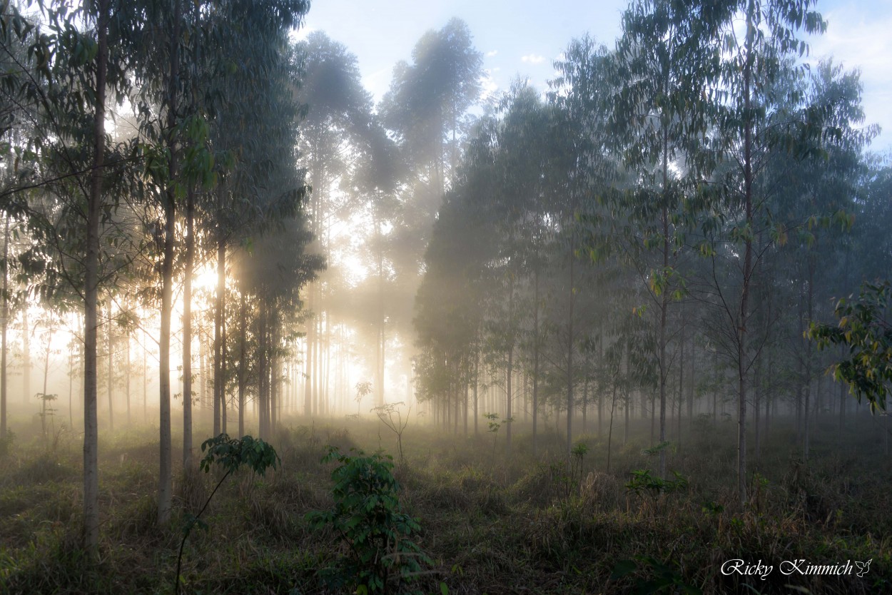 "El Monte al Amanecer" de Ricky Kimmich