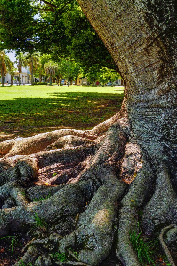 "Parque Saavedra, La Plata" de Kile Zabala