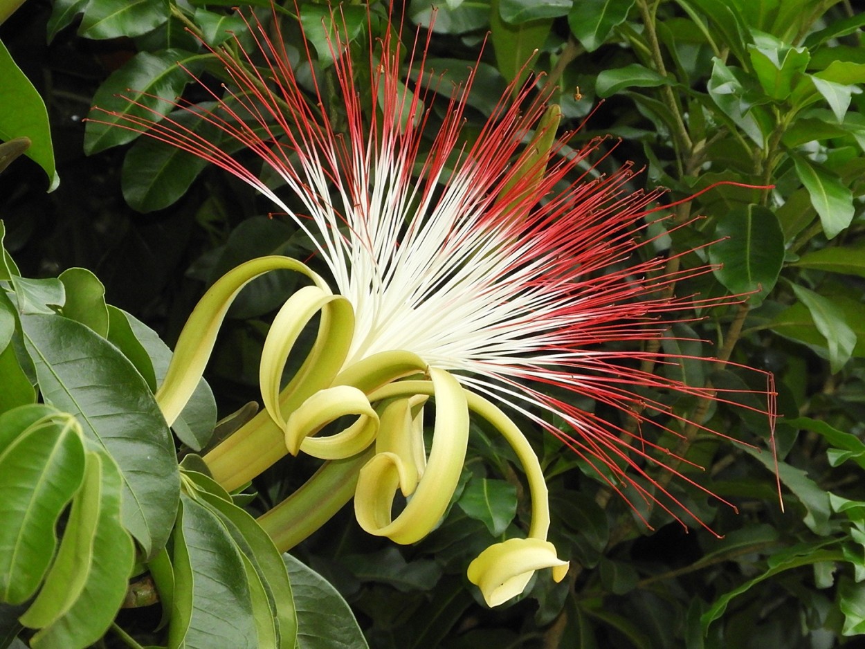 "A extica flor da Castanha do Maranho.!" de Decio Badari