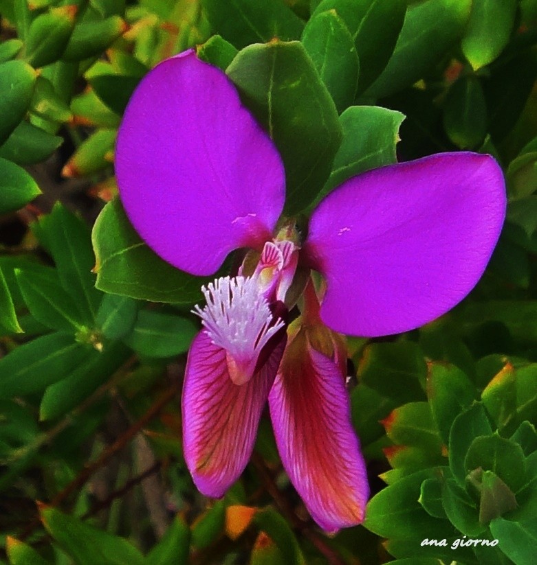 "Fucsia" de Ana Giorno