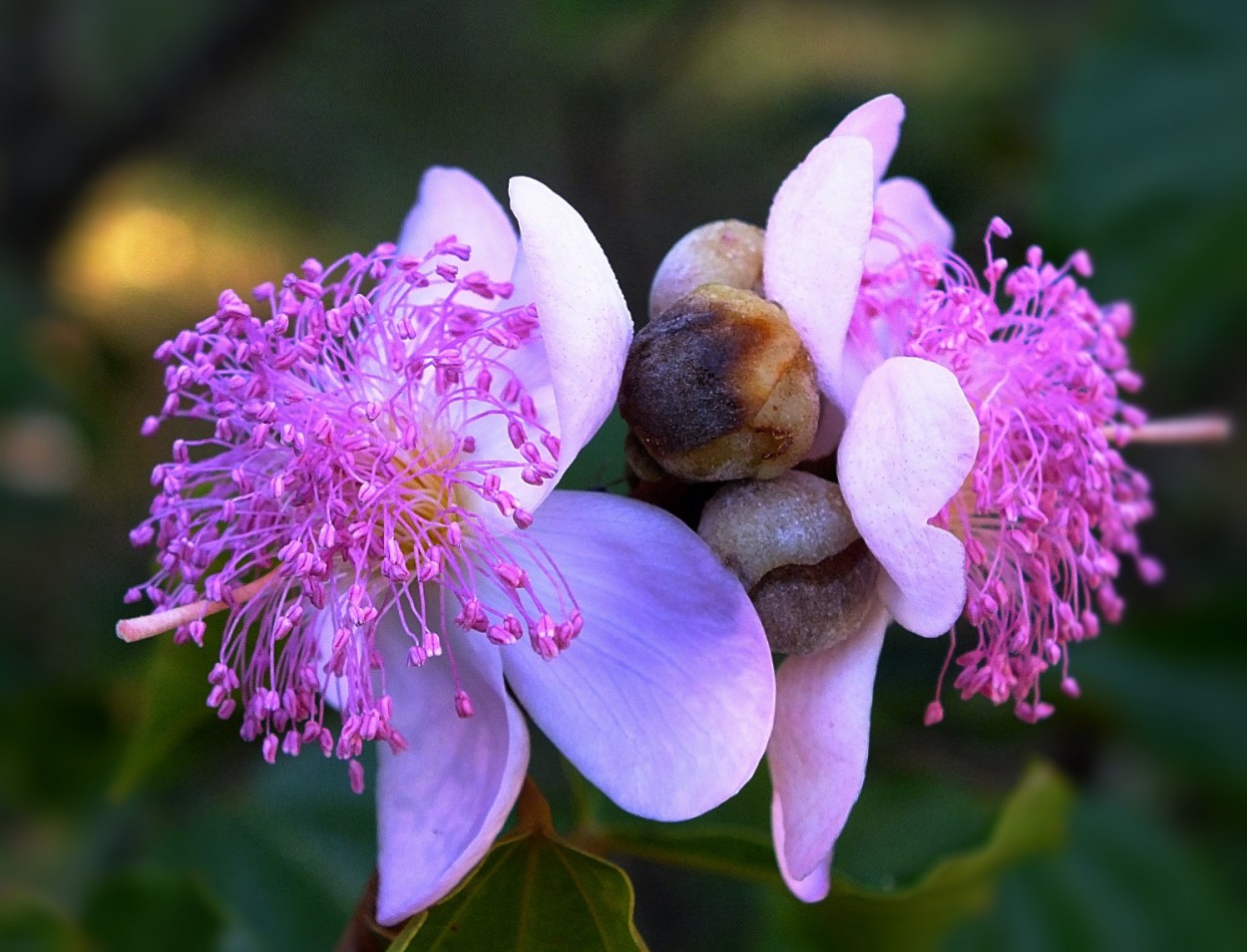 "Um olhar nas flores do Urucum." de Decio Badari