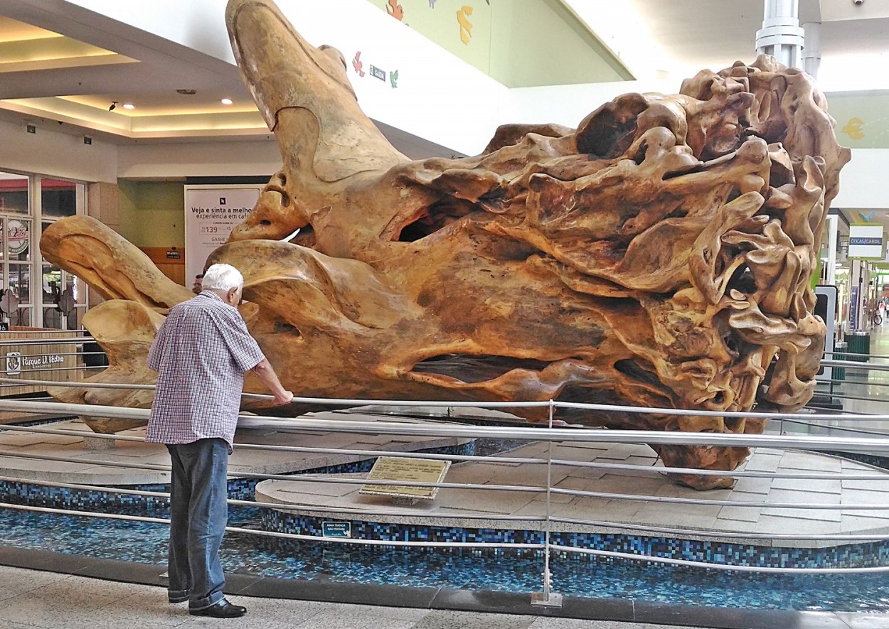 "Raiz de figueira foi preservada como `escultura`" de Decio Badari