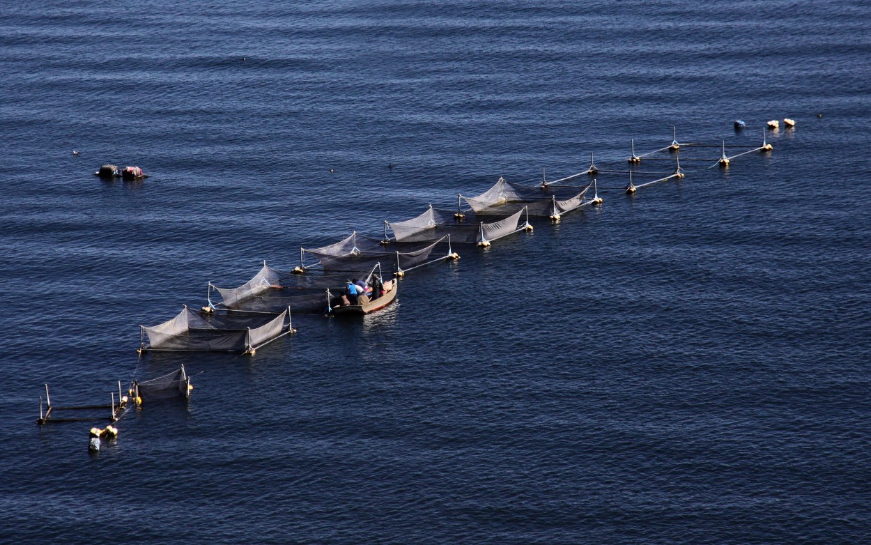 "Criaderos en el Lago Titicaca" de Eli - Elisabet Ferrari