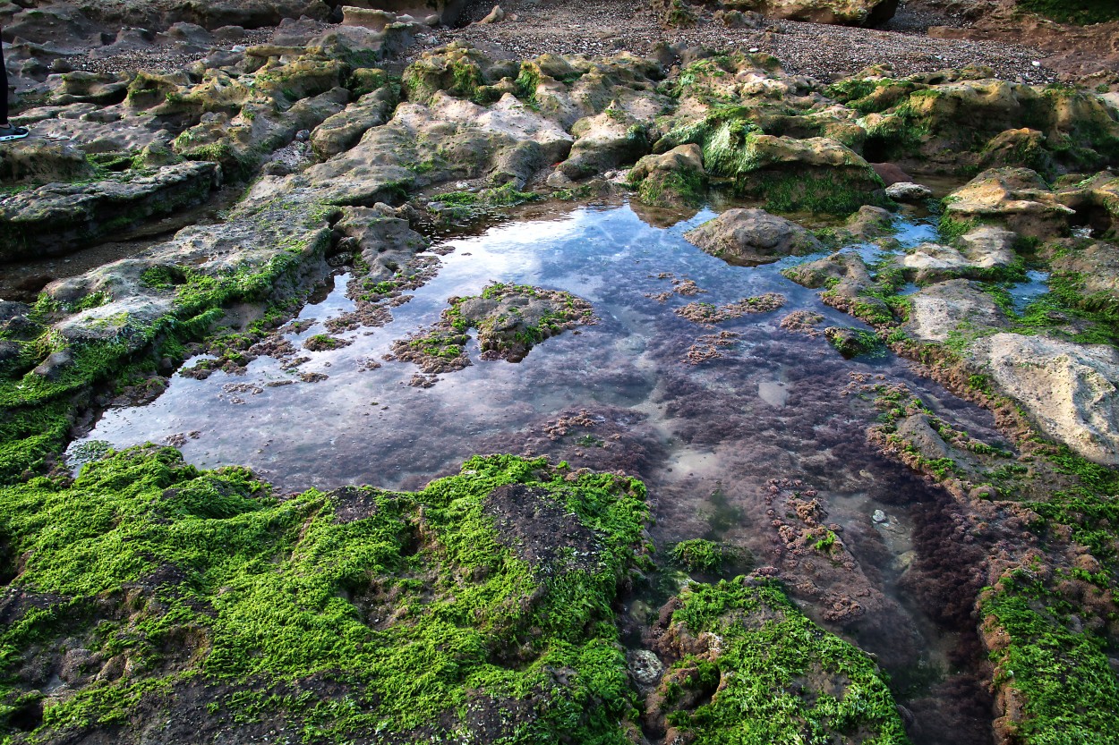 "Algas, rocas, agua y cielo..." de Juan Carlos Barilari