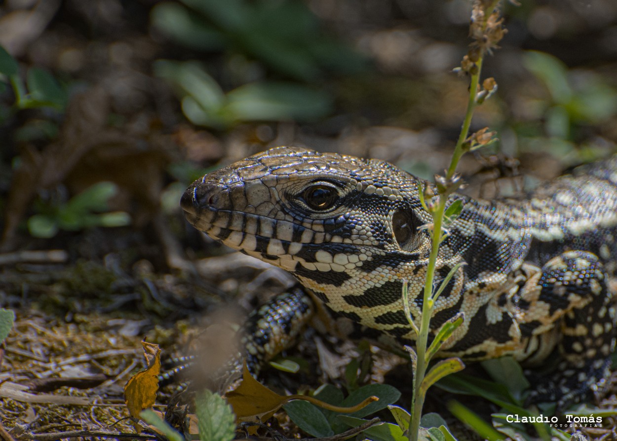 "Cra de Lagarto Overo" de Claudio Roberto Toms