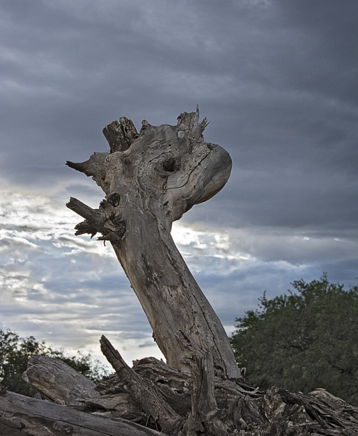 "Seres del monte" de Raquel Perazo