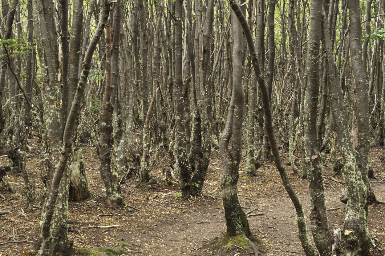 "Bosque fueguino VII" de Natalia Harosteguy