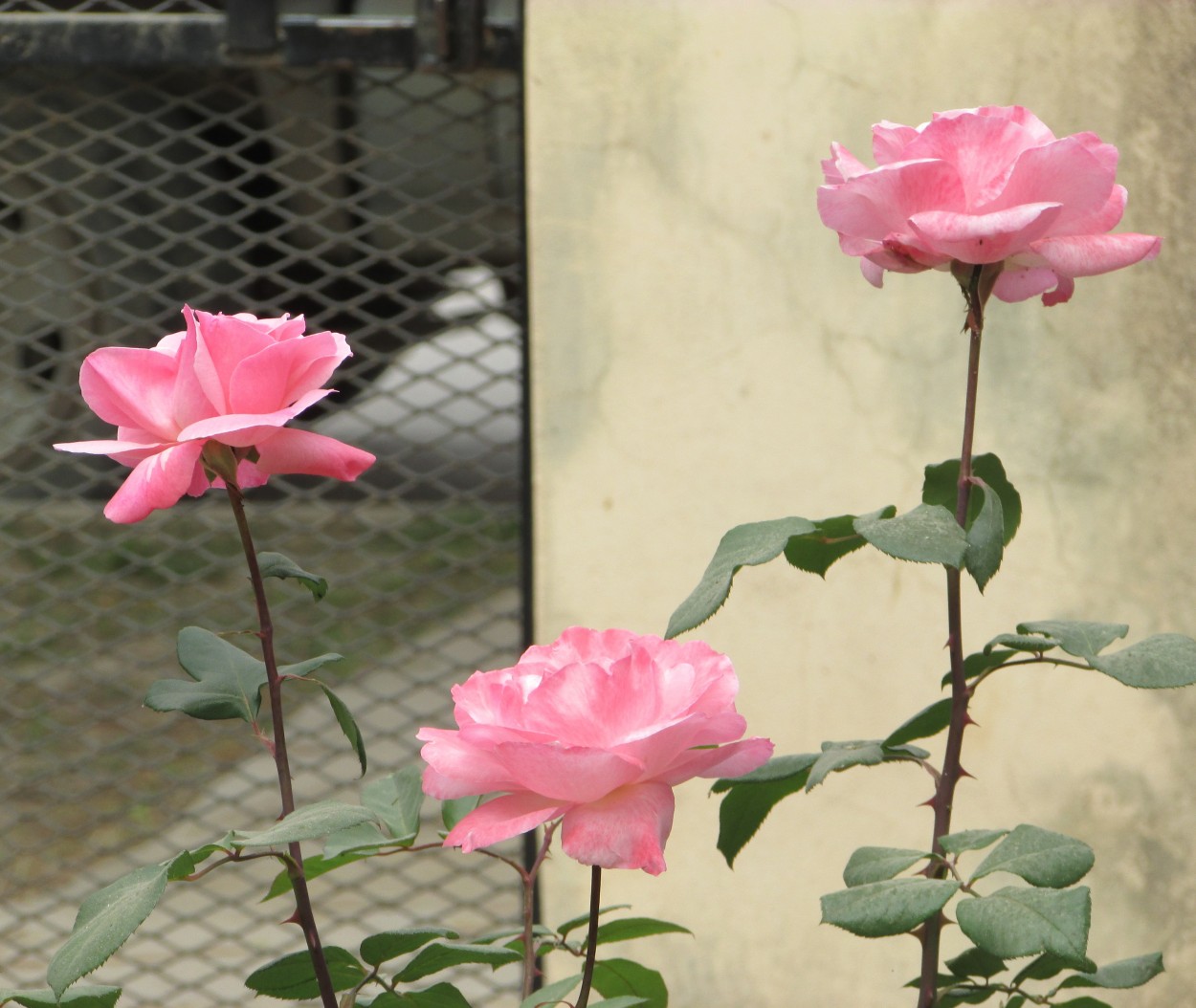 "Tres rosas" de Juana Ins Ruiz Diaz