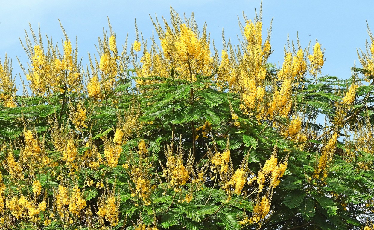 "Sob a luz do Vero, cores e formas da natureza." de Decio Badari