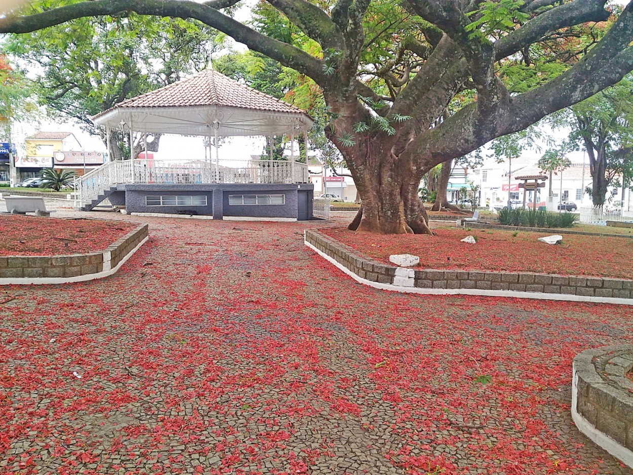 "O tapete das flores do Flamboyant,na praa." de Decio Badari